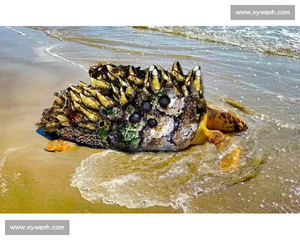 深海手术刀:螺旋桨藤壶的沉浸式清理实录 深海手术刀:螺旋桨藤壶的沉浸式清理实录